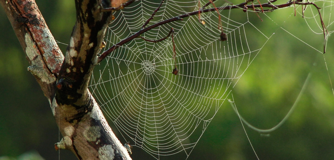 IMPORTANCIA DE LA ARAÑA